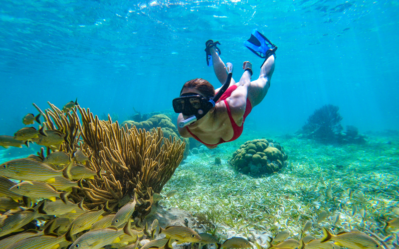 Reef - Captain Morgan's Retreat. Belize